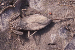 Nepa cinerea