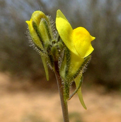 Linaria tenuis