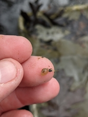 Sphaerium occidentale