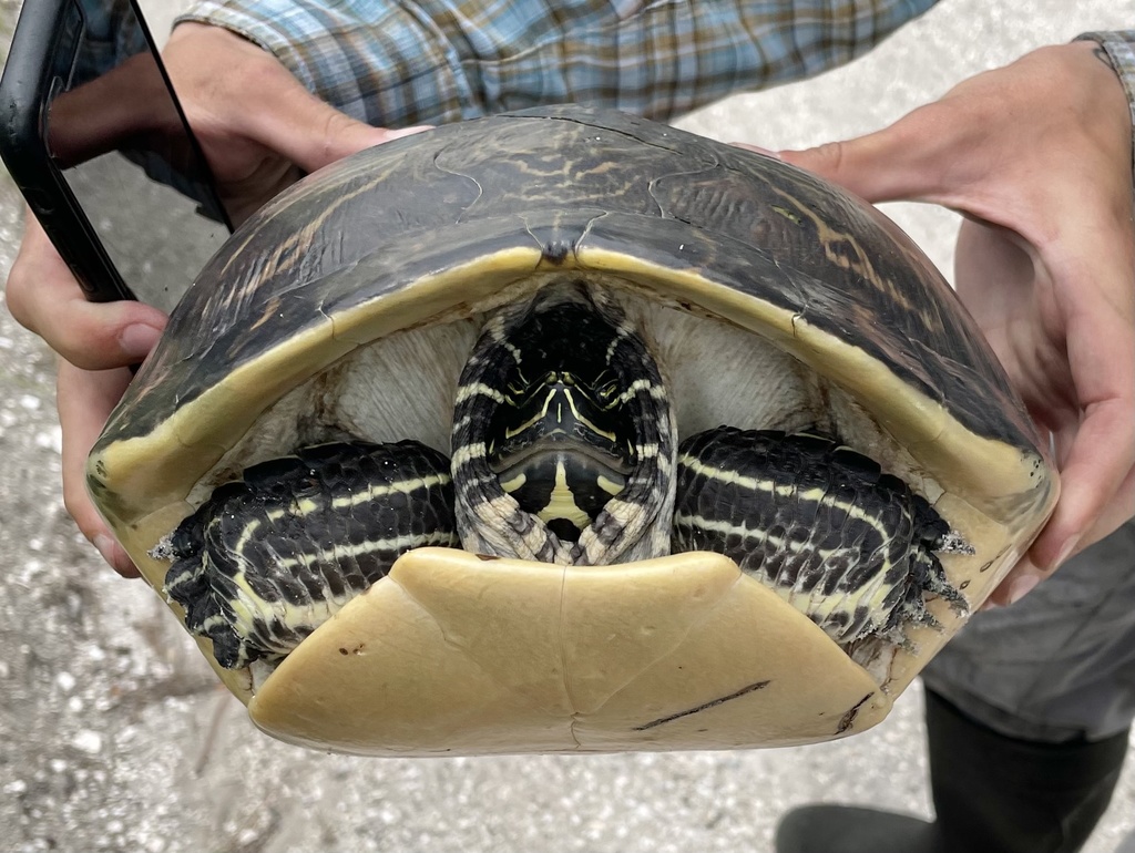 Peninsular Cooter from Lake Wales, FL, US on April 21, 2021 at 02:40 PM ...