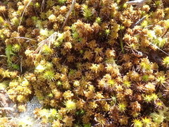 Sphagnum mendocinum