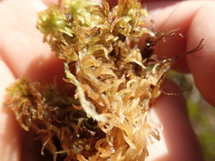 Sphagnum mendocinum