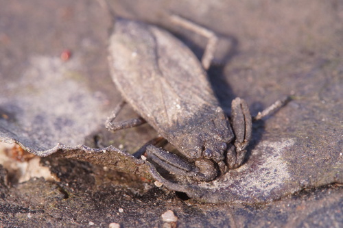 Eurasian Water Scorpion