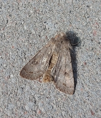 Orthosia populeti