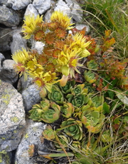 Sempervivum wulfenii