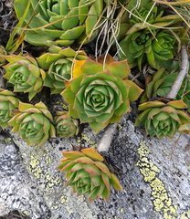Sempervivum wulfenii
