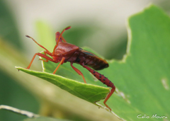 Crinocerus sanctus
