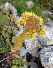 Sempervivum wulfenii