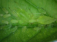 Macrosiphum osmaroniae