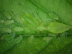 Macrosiphum osmaroniae