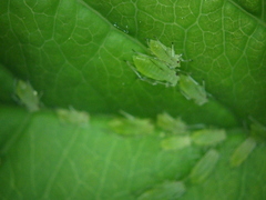 Macrosiphum osmaroniae