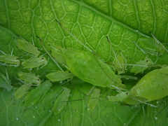 Macrosiphum osmaroniae