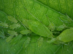 Macrosiphum osmaroniae