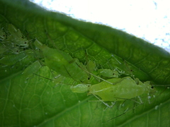 Macrosiphum osmaroniae