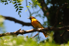 Icterus bullockii × galbula
