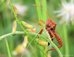 Crinocerus sanctus