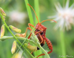 Crinocerus sanctus