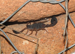 Centruroides gracilis