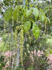 Picramniaceae