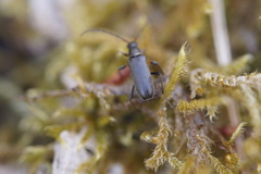 Grammoptera ruficornis