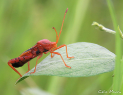 Crinocerus sanctus