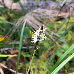 Carex concinnoides
