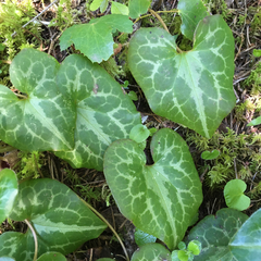 Asarum marmoratum