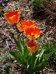 Tulipa gesneriana