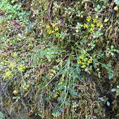 Lomatium hallii