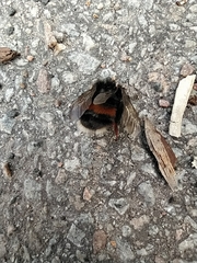 Bombus