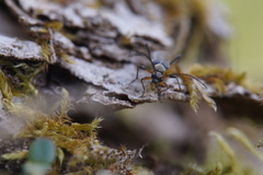 Grammoptera ruficornis