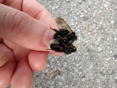 Bombus