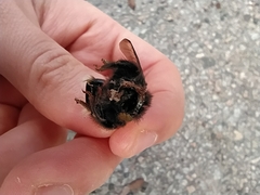Bombus