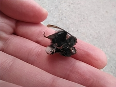 Bombus