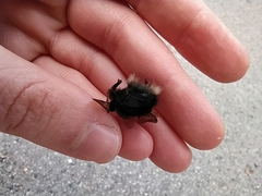 Bombus