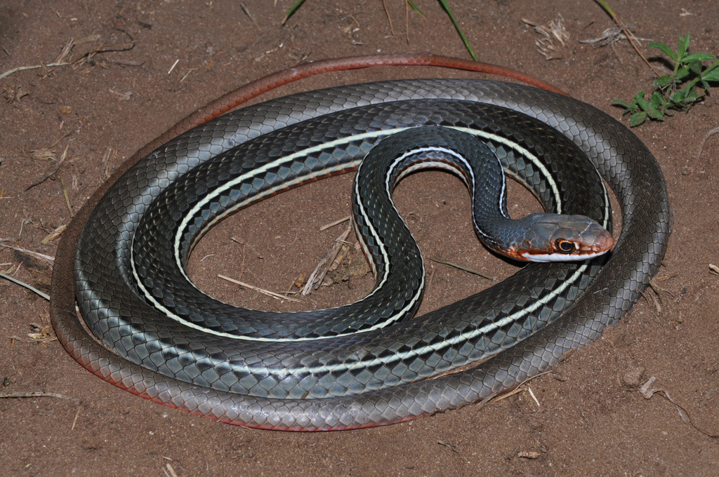 Schott's Whipsnake