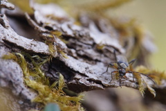 Grammoptera ruficornis