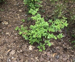 Rhododendron flammeum