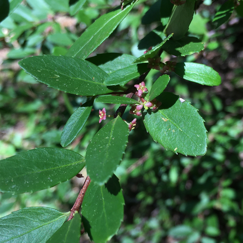 Observations by luomad · iNaturalist