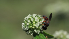 Ectemnius rufipes ais