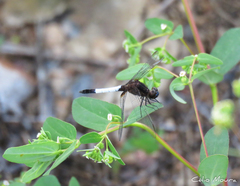 Erythrodiplax unimaculata