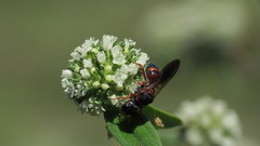 Ectemnius rufipes ais