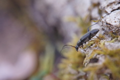 Grammoptera ruficornis