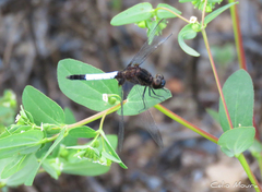 Erythrodiplax unimaculata