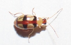 Monolepta vinosa