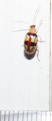 Monolepta vinosa