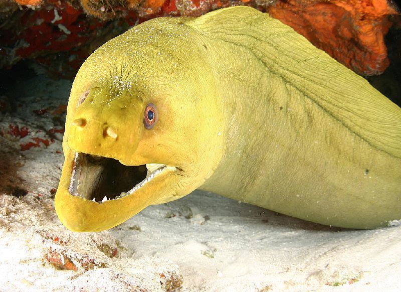 Image of a Green Moray, Gymnothorax funebris