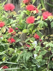 Calliandra haematomma