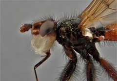 Myopa vicaria