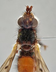 Myopa vicaria